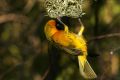 Free Yellow Bird Stock Photos - 366993
