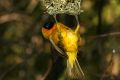 Free Yellow Bird Getting Home Royalty Free Stock Photo - 367015