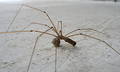 Free Spider Royalty Free Stock Image - 368196