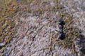 Free Ant Royalty Free Stock Images - 368939