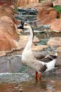Free Weird Looking Bird Royalty Free Stock Images - 369469