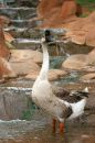 Free Weird Looking Bird Stock Photo - 369470