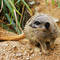 Free Meerkat Royalty Free Stock Photos - 360078