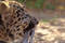 Free Far Eastern Leopard Stock Photos - 363323