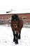 Free A Bay Russian Shire Horse Royalty Free Stock Photography - 364817