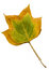 Free Two Coloured Autumn Leaves Stock Photo - 3600170