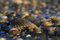 Free Seashell And Stones Stock Image - 3601091