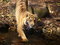Free Bengal Tiger Royalty Free Stock Photo - 3609825