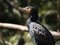 Free Geese Royalty Free Stock Photo - 3610025