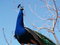 Free Peacock In The Sky Royalty Free Stock Photography - 3610387