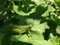 Free Grasshopper Royalty Free Stock Image - 3616916