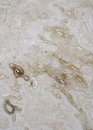 Free Travertine Background Stock Photos - 3625133
