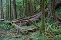 Free Natural Wild Forest Stock Images - 3626024