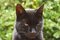 Free Old Black Cat Royalty Free Stock Images - 3621639
