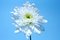 Free White Chrysanthemum Flower Royalty Free Stock Image - 3621686
