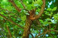 Free Twig Royalty Free Stock Photography - 3631837