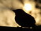 Free Sunset Over A Baby Bird Royalty Free Stock Image - 3633436
