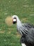Free Cleaning Bird Stock Photo - 3633660