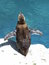 Free Penguin Jumping Stock Image - 3633681