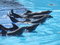 Free Dolphins Playing Stock Photos - 3633743