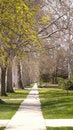 Free Sidewalk Lined With Trees Royalty Free Stock Photography - 3640297