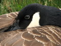 Free Resting Canada Goose Royalty Free Stock Images - 3642609