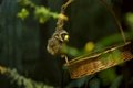 Free Monkey. Stock Photography - 3643852