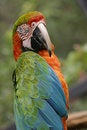 Free Exotic Parrot - Macaw Stock Photo - 3645830