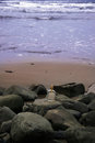 Free Scotch On The Rocks Royalty Free Stock Images - 3648819