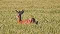 Free Frightened Deer 3 Royalty Free Stock Images - 3648989