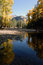 Free Autumn Cottonwood Royalty Free Stock Images - 3643899