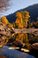 Free Autumn Cottonwood Royalty Free Stock Photo - 3644375