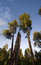 Free Forest Royalty Free Stock Photos - 3645558