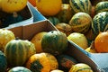 Free Small Pumpkins Stock Photos - 3654433