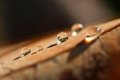 Free Rainy Leaf Royalty Free Stock Photos - 3655068