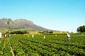 Free Field Of Strawberries Royalty Free Stock Image - 3658516