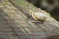 Free Snail Stock Images - 3659494
