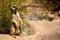 Free Watchful Meerkat Stock Photo - 3653460