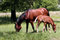 Free Mare And Foal Stock Photos - 3660393
