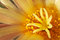 Free Dark Yellow Blossom Royalty Free Stock Images - 3665219