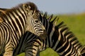 Free Burchells Zebra With Mother Stock Images - 3670404