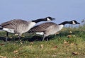 Free Canada Geese Stock Photos - 3672633