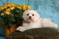 Free Pure Breed Maltese Royalty Free Stock Photos - 3676468