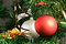 Free Balls Hanging From Christmas Tree Royalty Free Stock Photos - 3674158