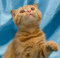 Free Small Red Tabby Kitten Playing At Home Royalty Free Stock Photos - 3676698