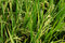 Free Rice Field Royalty Free Stock Image - 3679776