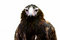 Free Wedge Tailed Eagle Stock Photography - 3688322