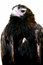 Free Wedge Tailed Eagle Royalty Free Stock Photo - 3688325