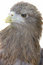 Free White Tailed Sea Eagle Stock Photos - 3688353