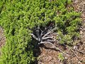 Free Parking Lot Shrub ... Royalty Free Stock Images - 3690889
